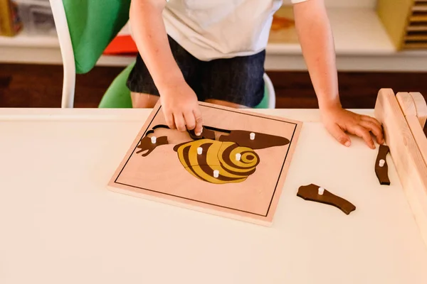 Manos Niño Aprendiendo Biología Con Material Montessori — Foto de Stock