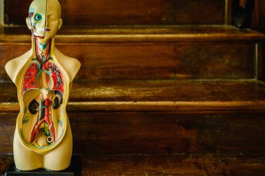 Sınıfta veya doktora eğitimi için plastik insan vücudunun anatomik model.