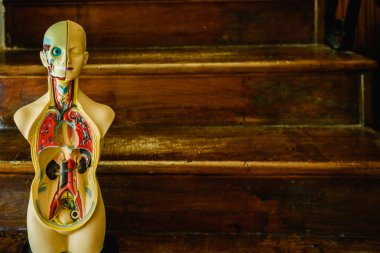 Sınıfta veya doktora eğitimi için plastik insan vücudunun anatomik model.