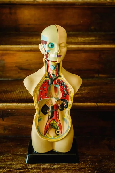 Anatomical model of the human body in plastic to study in the classroom or for the doctor.