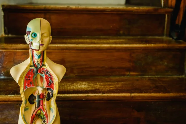 Anatomical model of the human body in plastic to study in the classroom or for the doctor.