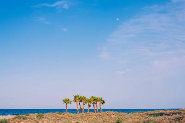 View Sea Land Beach Palm Trees — Stock fotografie