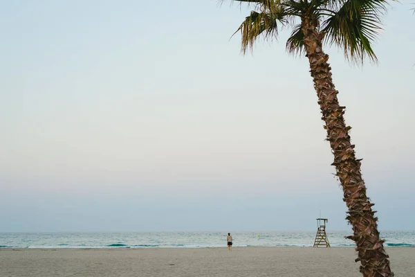 Palm Trees Beach Sunset — Stock Photo, Image