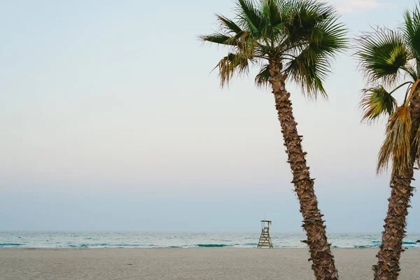Palmbomen Het Strand Bij Zonsondergang — Stockfoto