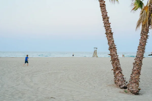 Palmy Plaży Zachodzie Słońca — Zdjęcie stockowe