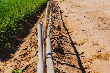 Valencia tigernuts yüksek yeşil ve uzun boylu otlar ile saç ekimi.