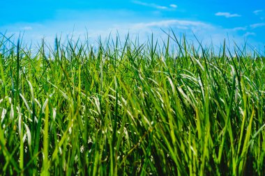 Valencia tigernuts yüksek yeşil ve uzun boylu otlar ile saç ekimi.