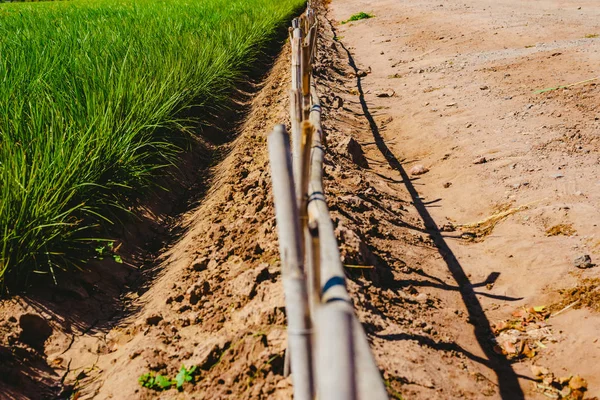 Plantation Tigres Valence Avec Hautes Herbes Vertes Hautes — Photo