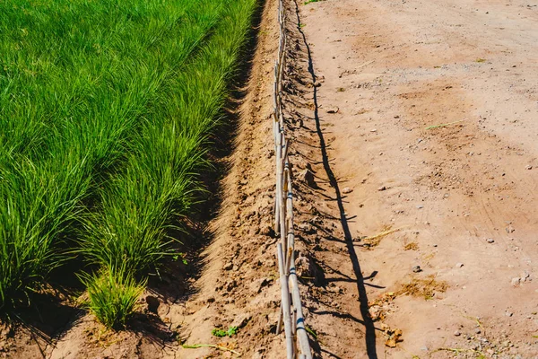 Посадка Тигра Валенсии Высокими Зелеными Высокими Травами — стоковое фото