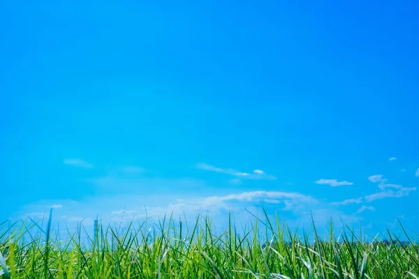 Посадка Тигра Валенсии Высокими Зелеными Высокими Травами — стоковое фото