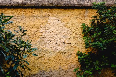 Duvar arka plan doku ve bitkiler ile