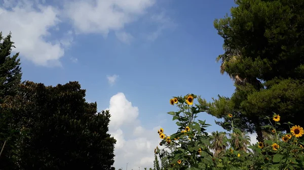 Very Tall Sunflowers Shining Sun — Stock Photo, Image