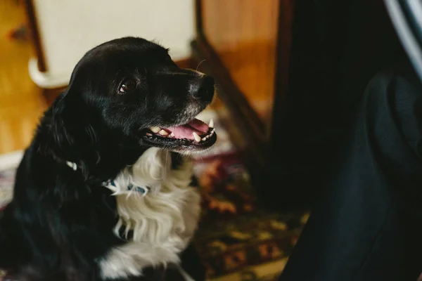 屋内で笑って黒犬 — ストック写真