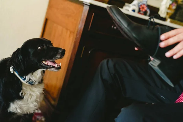 Black dog laughing indoors.