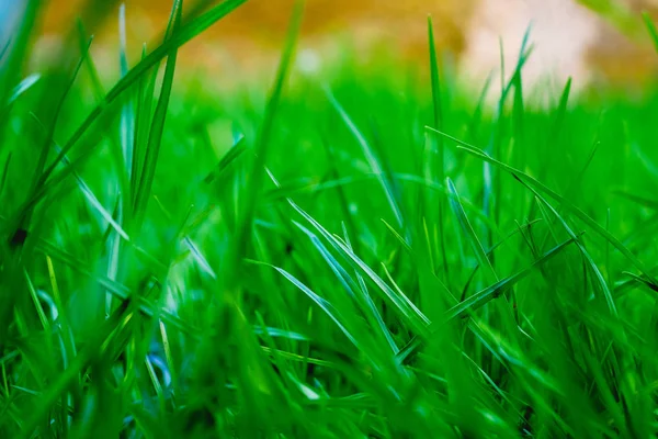 Närbild Grönt Gräs Sommaren — Stockfoto