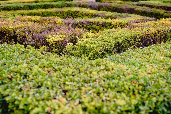 Gröna Buskar Trädgård — Stockfoto
