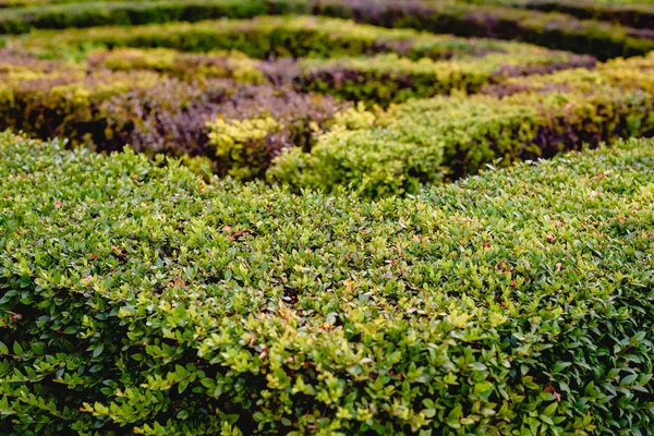 Bir Bahçede Yeşil Çalılar — Stok fotoğraf