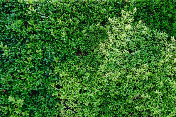 Arbustos Verdes Jardim — Fotografia de Stock