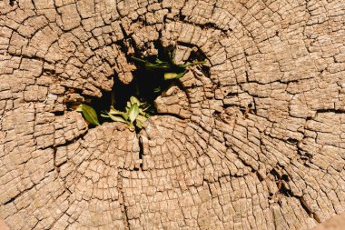 Kesilmiş ve kurutulmuş eski ağaç gövdesi.