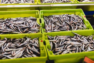 buzun içinde bir balık satıcısı ile bir kutu sardalya balık.