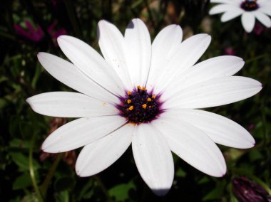 papatya güneşin bir bahçede farklı renklerde.