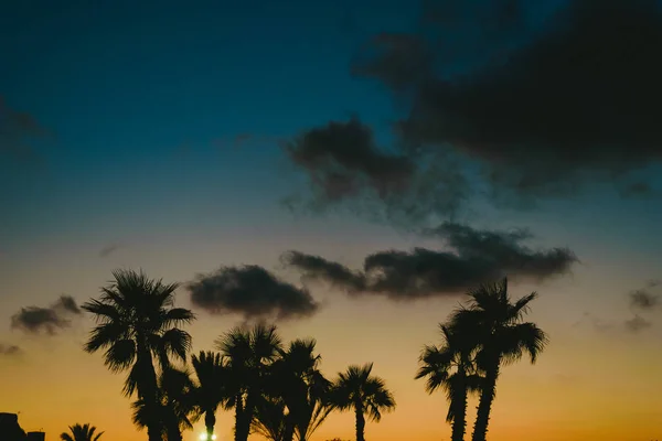 Palmeras Retroiluminadas Atardecer Una Ciudad Balnearia Verano — Foto de Stock