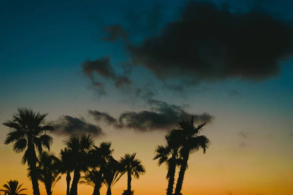 Palmeras Retroiluminadas Atardecer Una Ciudad Balnearia Verano — Foto de Stock