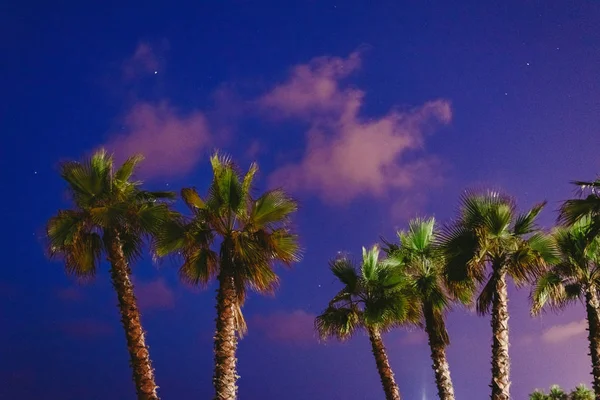 Grupo Palmeras Playa Con Cielo Nocturno Fondo Verano — Foto de Stock