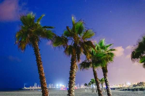 Groep Van Palmbomen Het Strand Met Achtergrond Nachtelijke Hemel Zomer — Stockfoto