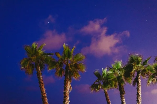 Группа Пальм Пляже Фоне Ночного Неба Летом — стоковое фото