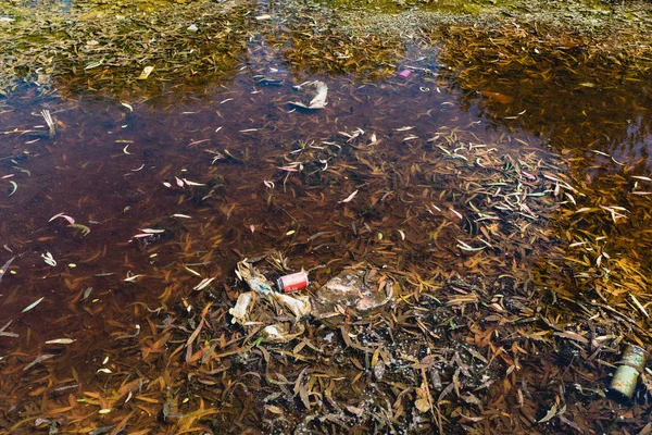Água Contaminada Com Lixo Garrafas Rio Cuidado Meio Ambiente — Fotografia de Stock