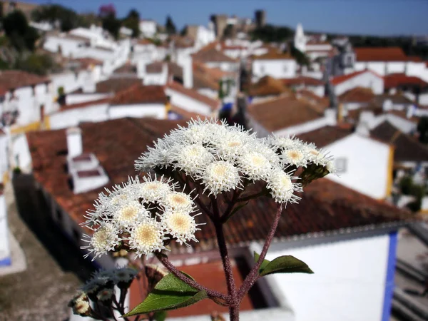 Daisies Different Colors Garden Sun — Stock Photo, Image