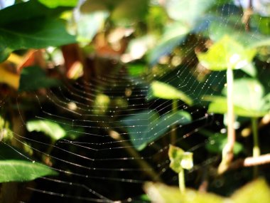 Siyah köpek gülümseyen ve mutlu