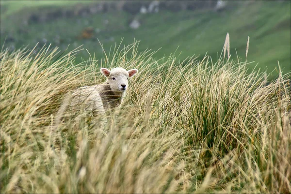 Lambs Jumping Grass New Zealand — Stock Photo, Image