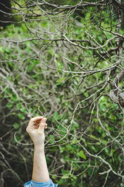 En yüksek bir ağaç dallarında ulaşan el.