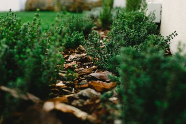 Aromatik bitkiler ve ev bahçe sebze