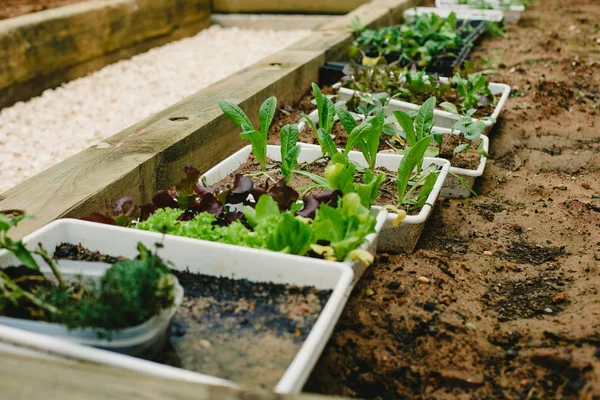 Tanaman Aromatik Dan Sayuran Kebun Rumah — Stok Foto
