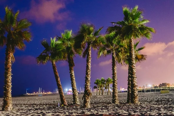 Groep Van Palmbomen Het Strand Met Achtergrond Nachtelijke Hemel Zomer — Stockfoto