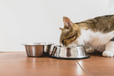 Onun kapısı yere gelen yeme kedi.