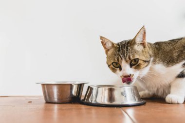 Onun kapısı yere gelen yeme kedi.
