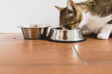 Onun kapısı yere gelen yeme kedi.