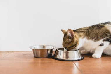 Onun kapısı yere gelen yeme kedi.