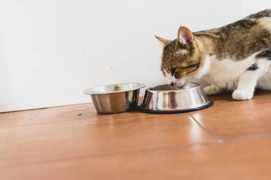 Onun kapısı yere gelen yeme kedi.