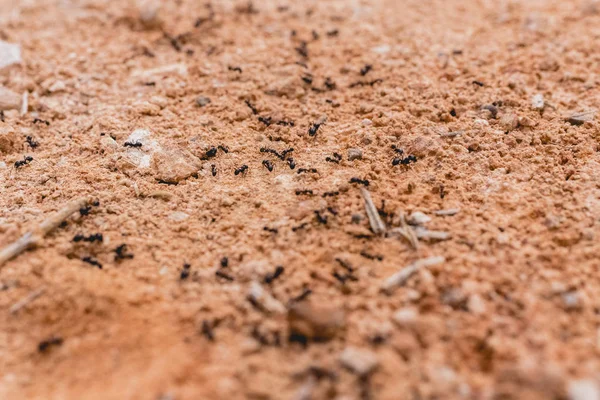 Myror Rad Går Letar Efter Mat — Stockfoto