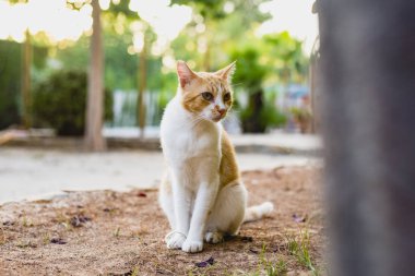 Bağımsız ve tembel sokak kedileri.