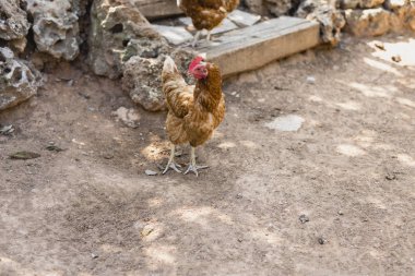 Onların corral organik tavuk.