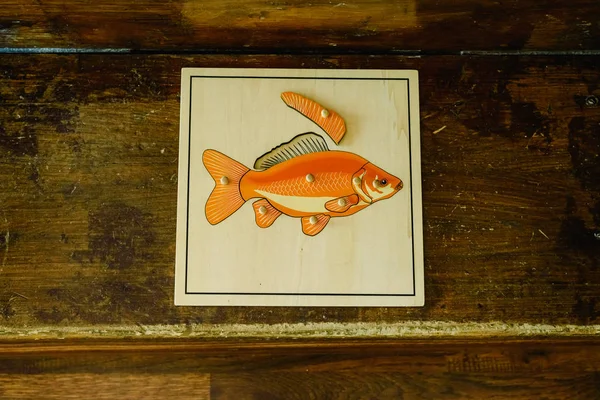 Kabinet Voor Boards Leren Van Lichaamsdelen Van Dieren — Stockfoto