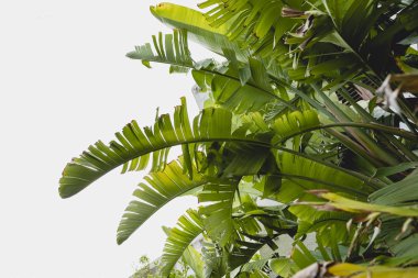 Bir bahçede dekoratif muz ağacı yaprakları.