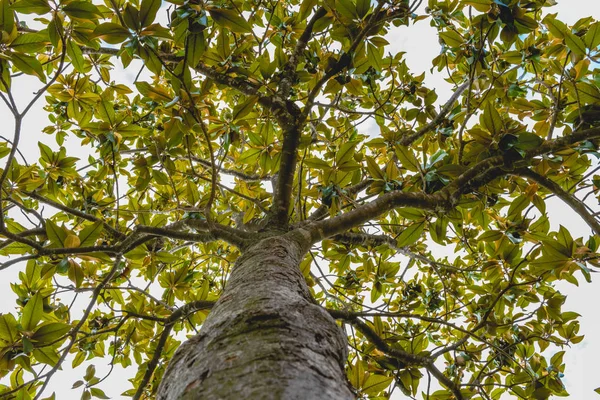 Trunk Branches Tree Magnolia — Stock Photo, Image