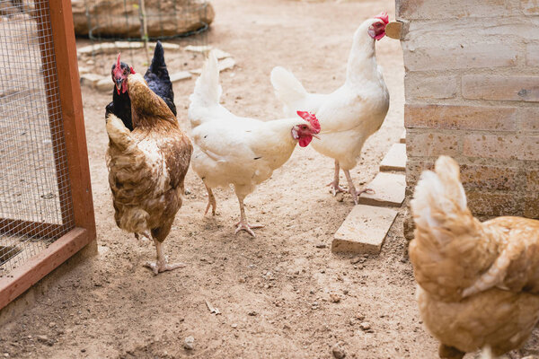 Organic chickens in their corral.